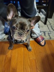Blue French Bulldog puppy for sale