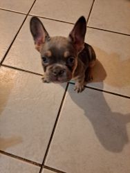 2 BEAUTIFUL FRENCH BULLDOGS FOR SALE
