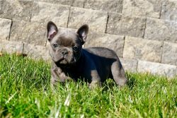 Jolly French Bulldog puppies Available for sale