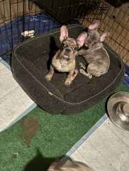 French Bulldog Puppies 6months Old