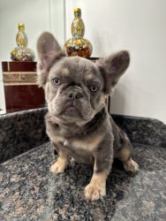 Fluffy Frenchi needs a home