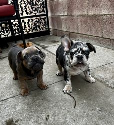 11 week Frenchies available