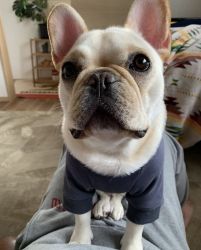 Exquisite French bulldog Puppy - Rare Breed, Unmatched Beauty