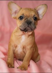 Frenchie Fries looking for fur-ever homes!
