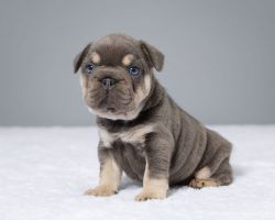 Charming French Bulldog Puppies Available Now!