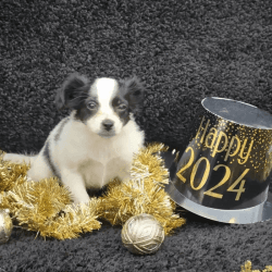 Adorable male and females puppies for sale