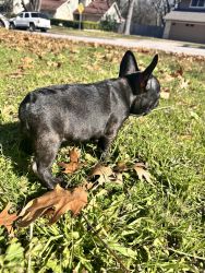 Chunky frenchie puppy ready to go home