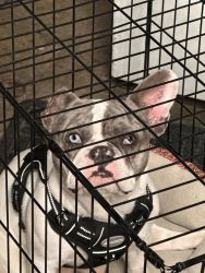 Lovable blue eyed frenchie
