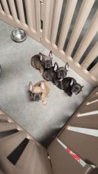 French Bulldogs Puppies