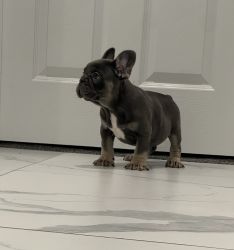 Frenchie puppies available now