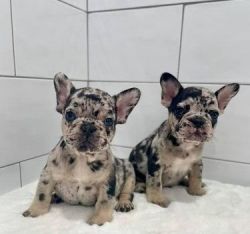 Fluffy French Bulldog Puppies