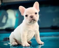 Strong French Bulldogs Now