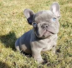 Easy French Bulldogs Now