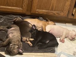 8!weeks frenchies ready for home comes with 5 way shot an akc registra