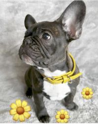 French bulldog puppies AkC registered with European Bloodline