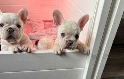 litter of french bulldogs