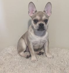 Fawn Frenchie pup