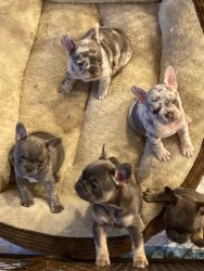 Frenchy puppies