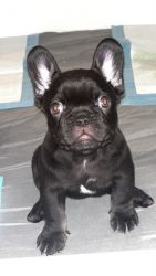 French bulldog puppies 3.5 months old full AKC