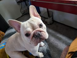 Two Frenchie's looking for a good home