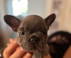 Stunning litter of 7 chunky French Bulldogs