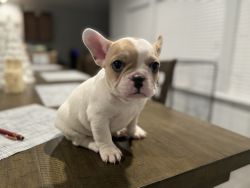 Female Frenchie Puppies
