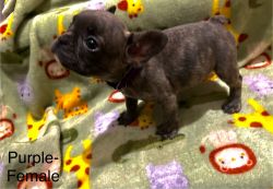 Frenchie puppies