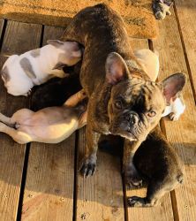 For Sale Frenchies