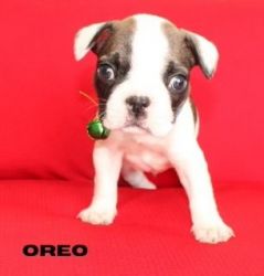 5 French Bull Dog Puppies For Sale