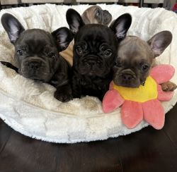 4 French bulldog puppies looking for a new home