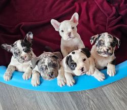 Frenchbully puppies