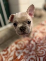 Rudy French bulldog Rudy is a male French bulldog. He is a light color
