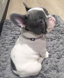 Male Lilac Pied French Bulldog Puppy Ready Now