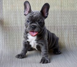 Healthy Blue Frenchies