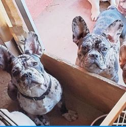 Black Merle Standard French Bulldog Puppies For Sale