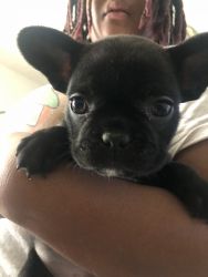 Affordable Frenchies