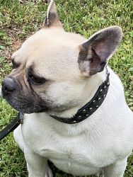 male Frenchie adult