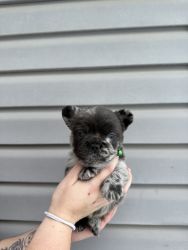French Bulldog puppies For sale