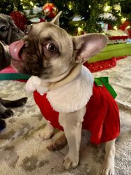 French Bulldog 8 months old