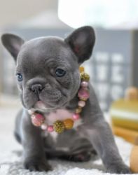 Male and female French bulldog puppies available