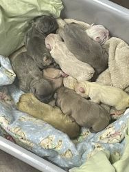 Puppies for sale at j and h frenchies on facebook