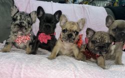 Exotic micro big rope French bulldog fluffy Carriers AKC registered