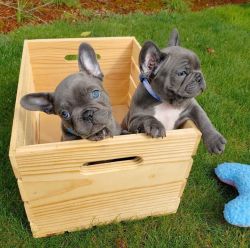 Blue Frenchie Puppis Ready