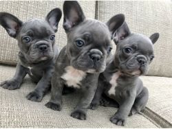 AKC REG French Bulldog Puppies