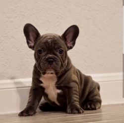 Solid blue French Bulldog Puppies