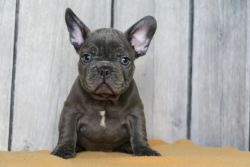 Cute Blue Frenchies For Sale