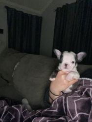 Frenchie looking for a forever home