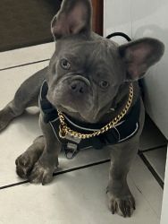 11 month old blue Frenchie