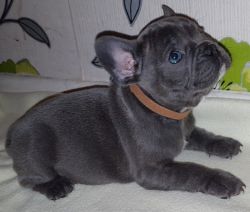 male and Female French Bulldog puppies