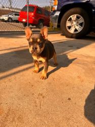 French bulldog puppy 4 months for sale